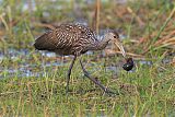 Limpkin